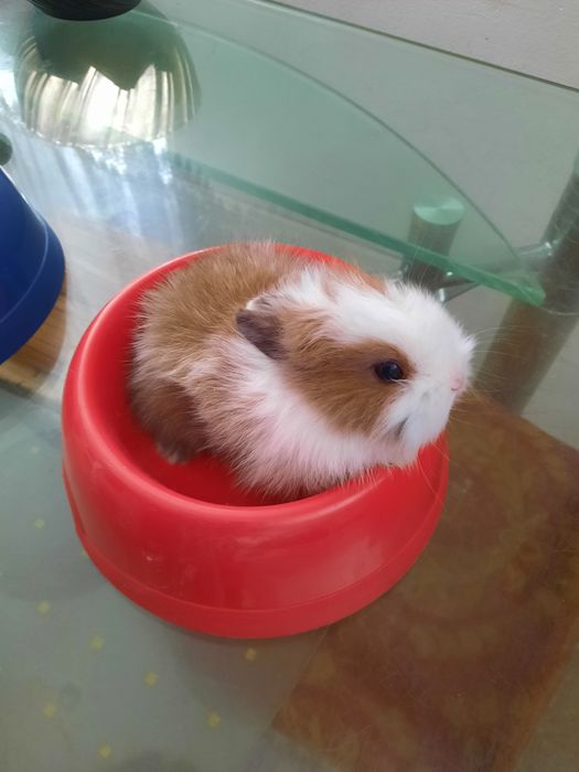 Декоративный кролик,  миник.