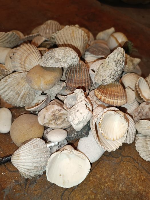 Продам натуральные ракушки с Испании