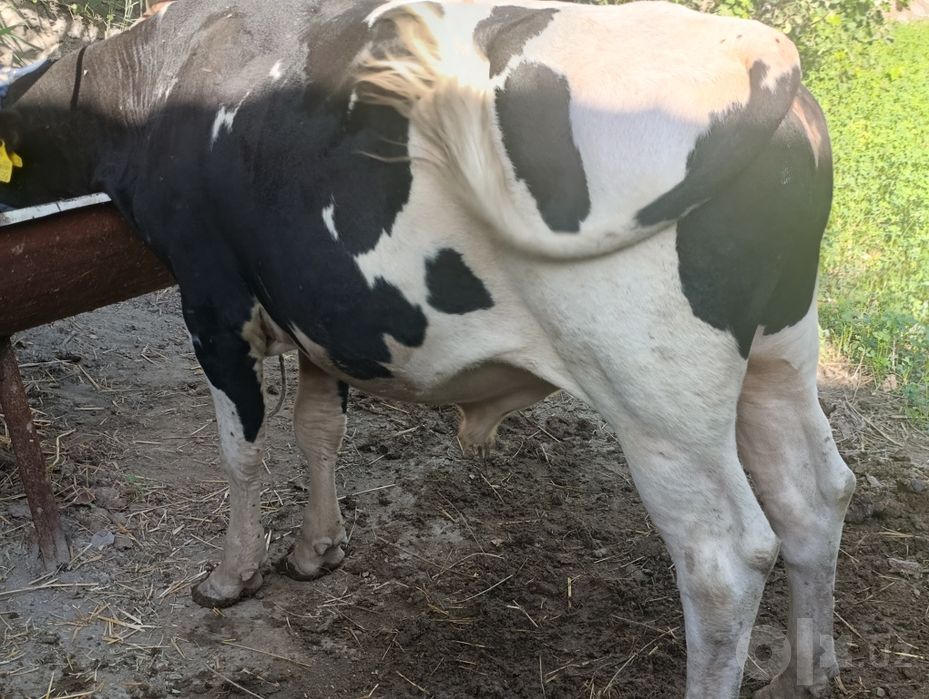 Gibrid buqa sotiladi