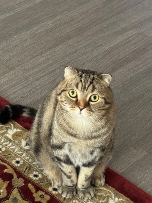 Котенок кот кошка