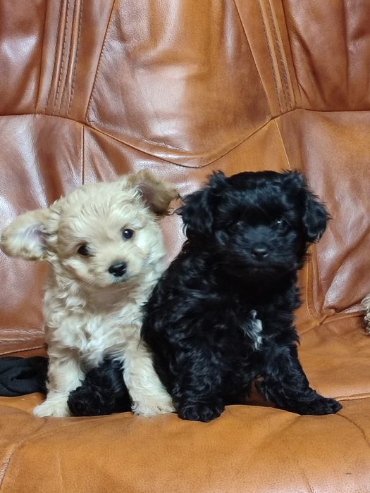 Продам щенков 150