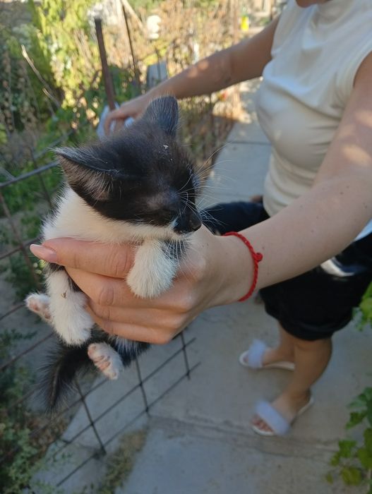 Отдаем милых котят в хорошие руки