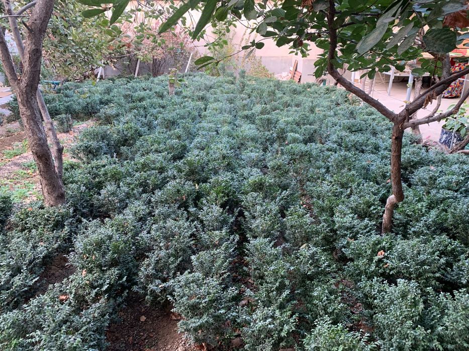 Srochna Shamshod sotiladi 20 mingdan 50 mingacha 500 ta bor