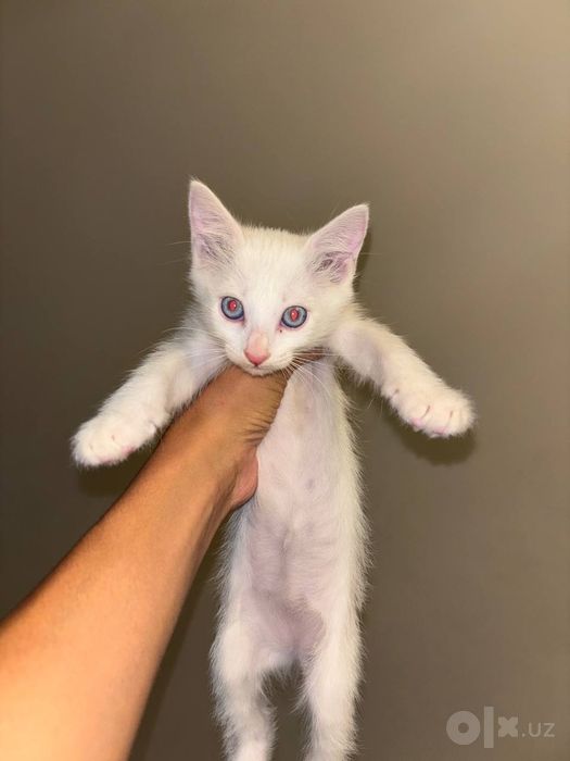 Birsi Qiz birsi ogil