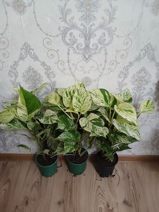 Комнатные растения