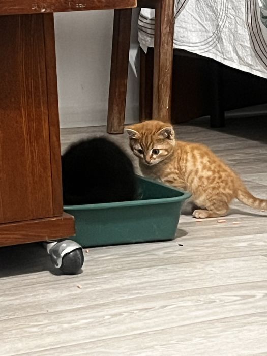 Отдам милых котят