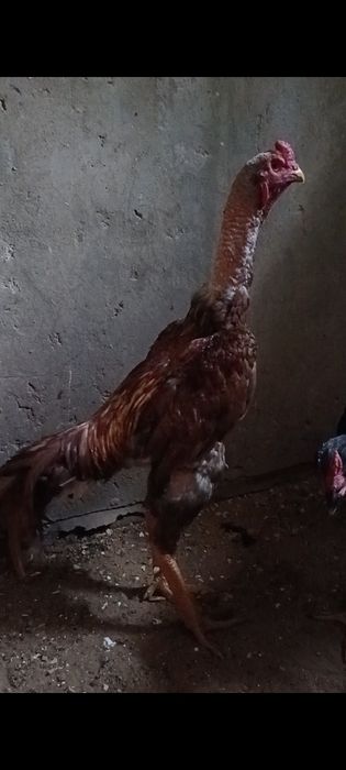 Дакан бойцовые  шамо