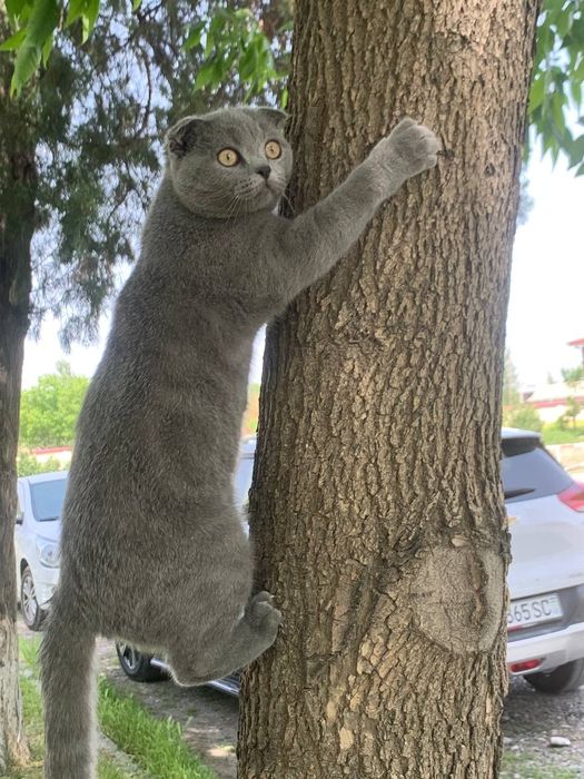 Кот Скоттиш фолд оригинал!!! Вязка кота с кошкой, сотилмайди!