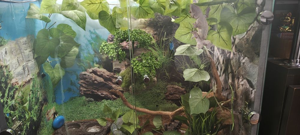 Vând șopârlă Gecko cu terariu – 1.300 lei”.