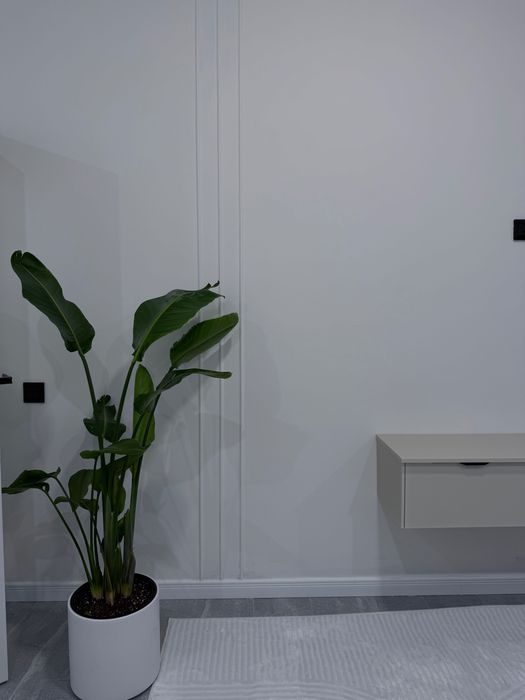 Стрелиция голландская