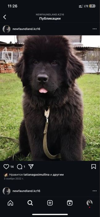 щенки ньюфаундленда