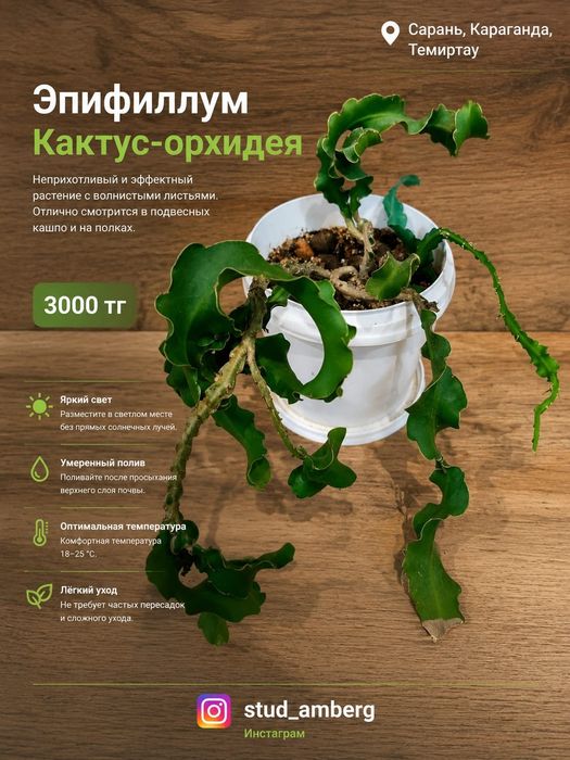 Суккуленты, кактусы,алоэ