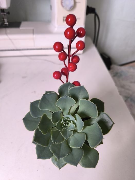 Кактусы для компьютера- стильно и полезно!