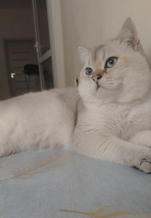 Вязка кошак Mushuk chatishtirish