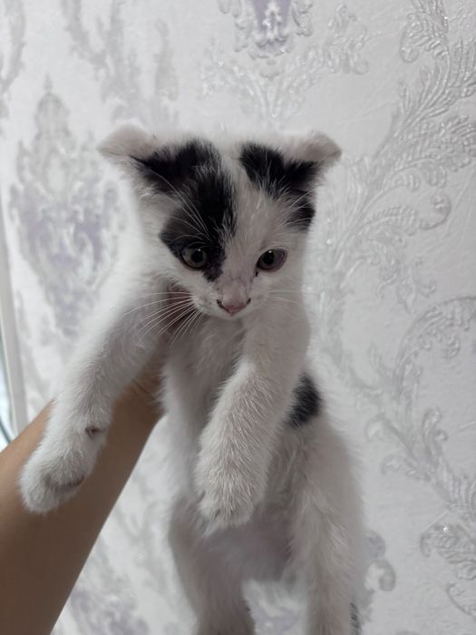 Кошка продаётся домашний