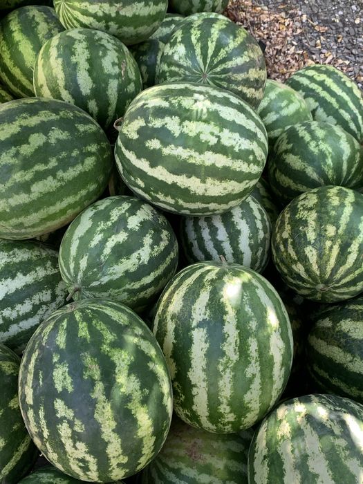 Pepeni verzi cultivați la Săgeata