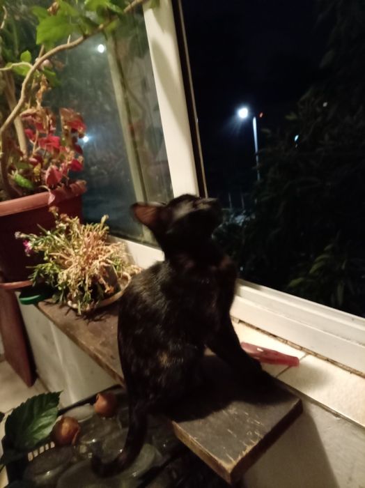 Подаряван черно котв