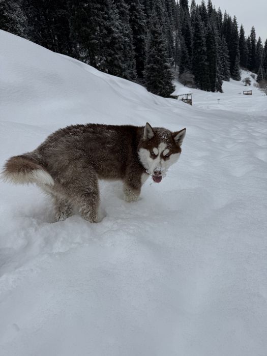 Сибирская хаски рыжая
