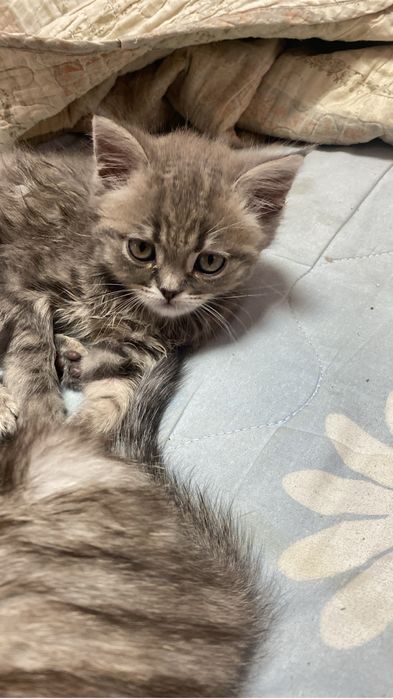 Продам катят срочно