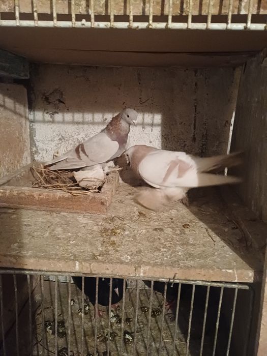 Голуби бакинские