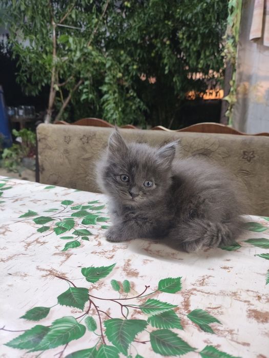 Отдам котят Бурундай (бесплатно)