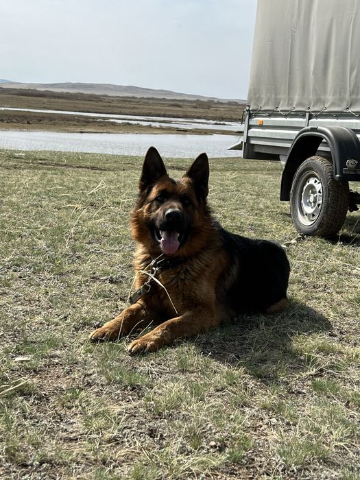 Вязка кобеля немецкой овчарке