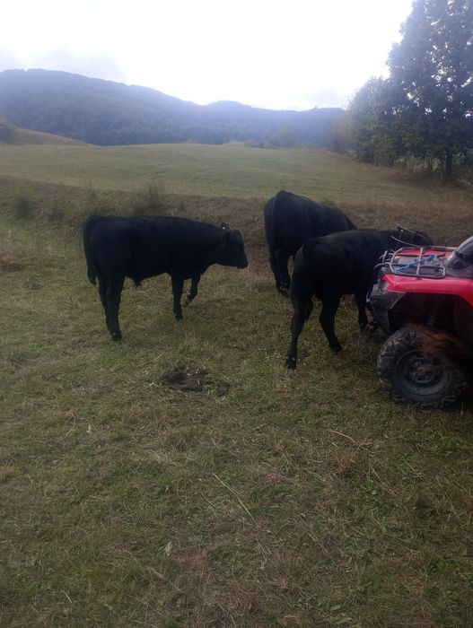 Tăurași Aberdeen Angus