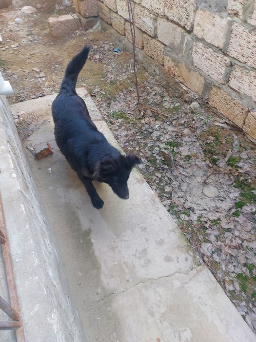 Белгийский овчарка