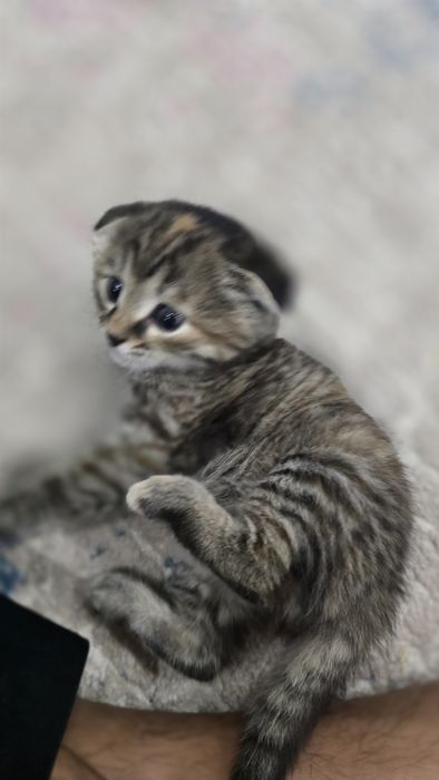 Шатландско веслоухая