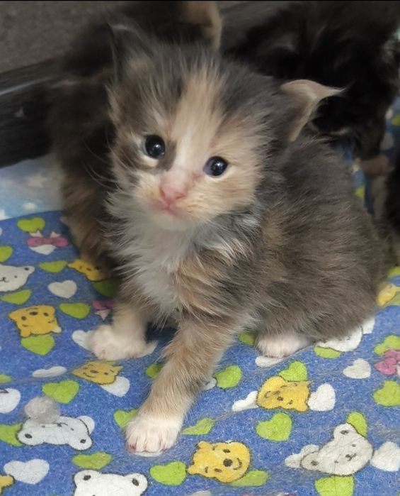 Продам котят мейкун