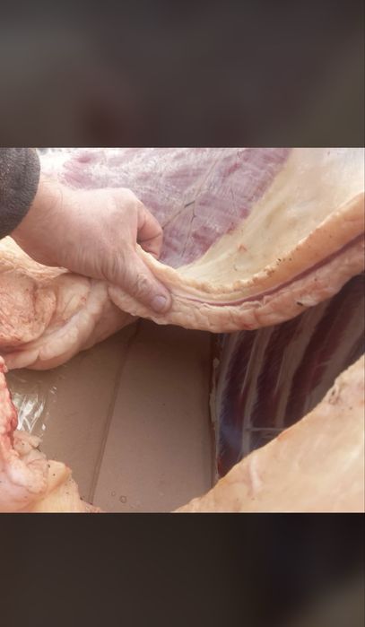 Тай жылғы кунан  лошади