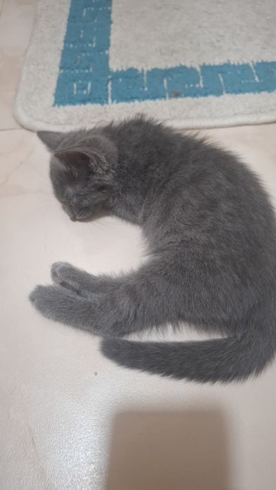 Продам двухмесячную пепельную кошечку