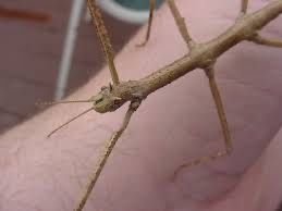 Insecta bat/Stick Insect