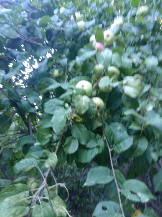 Сдам дачу на кривом озере