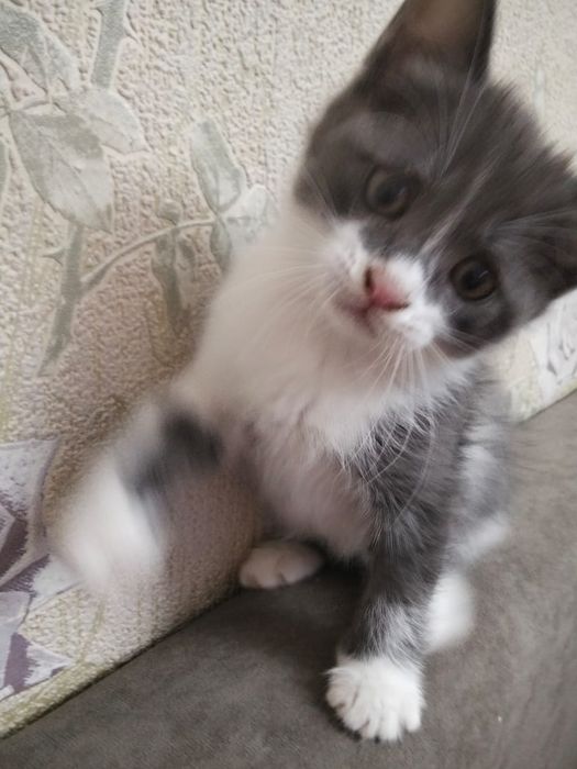 Отдам котят в добрые руки,даром