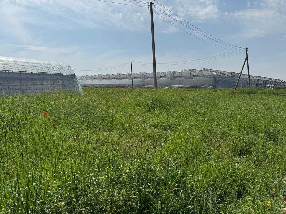 ISSIQXONA (4 GEKTAR) IJARAGA\Теплица 4 га в аренду