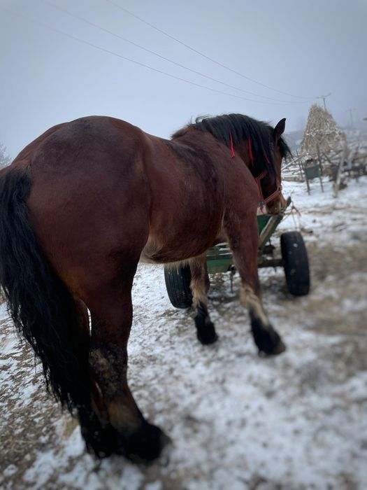 Manza de 3 ani de vânzare!!!