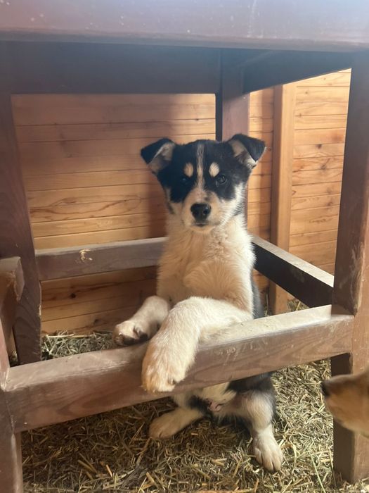 Продам щенков от мамы Хаски