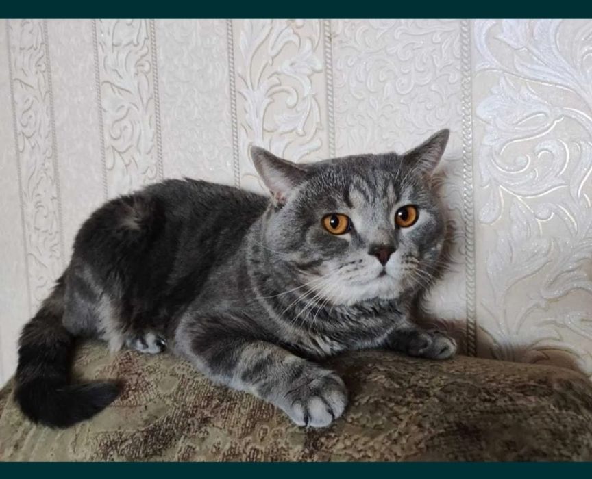 Продам шотландскую девочку.