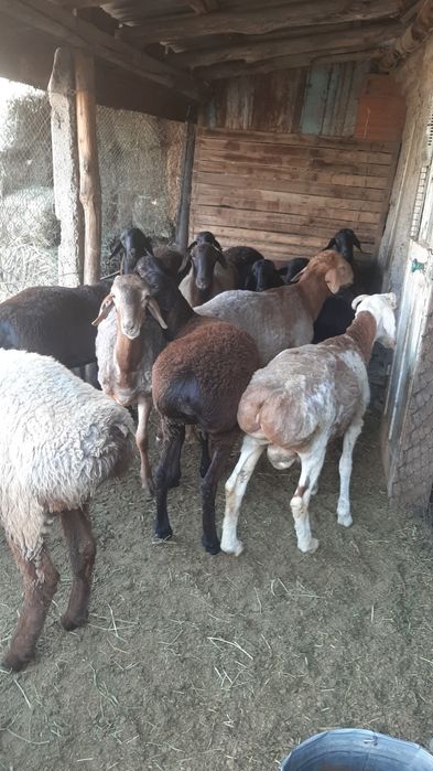 Семіз кои кошкар