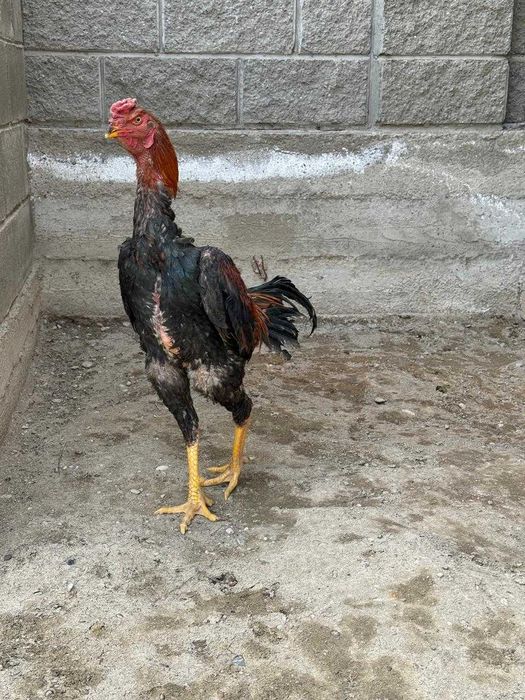 Бойцовый петух           .