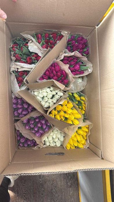 Тюльпаны крупные.