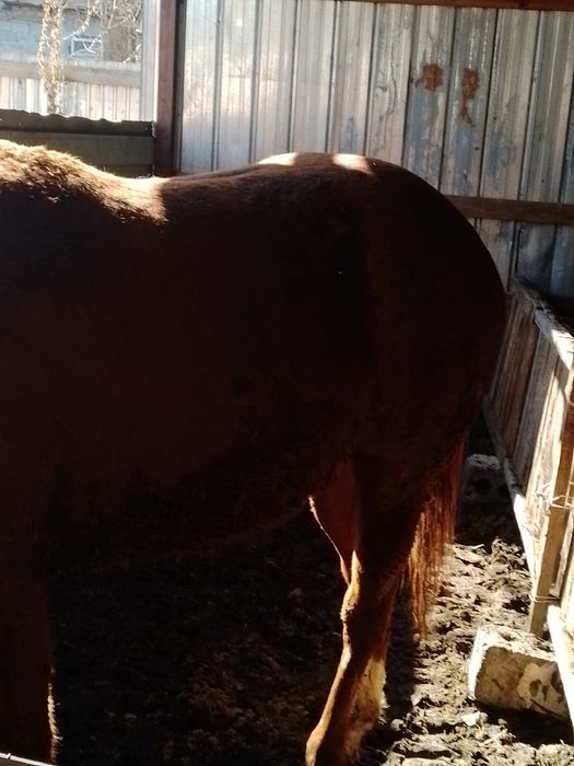 Продам лошадь кобыла