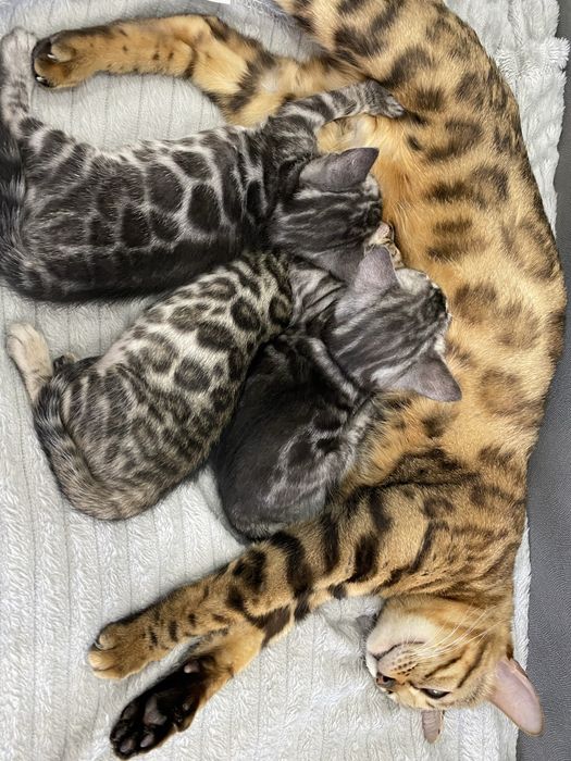 Бенгальские котята