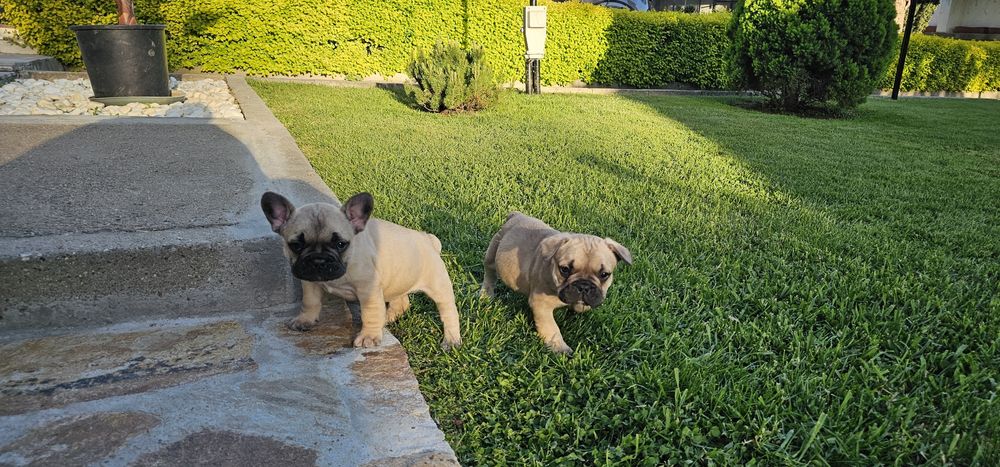 Френски булдог / френски булдочета