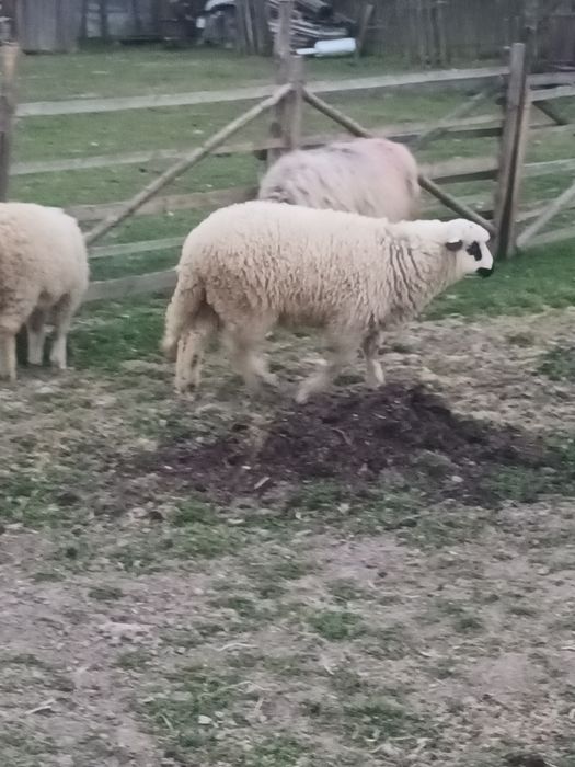 Miala frumos disponibilă