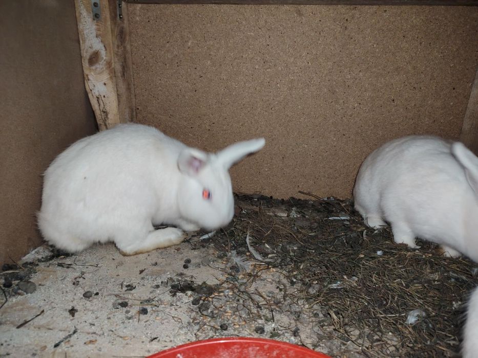 Iepuri de vânzare cap de leu și metisuri