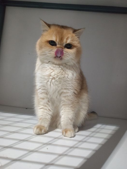 Золотистый Британец ну 12порода