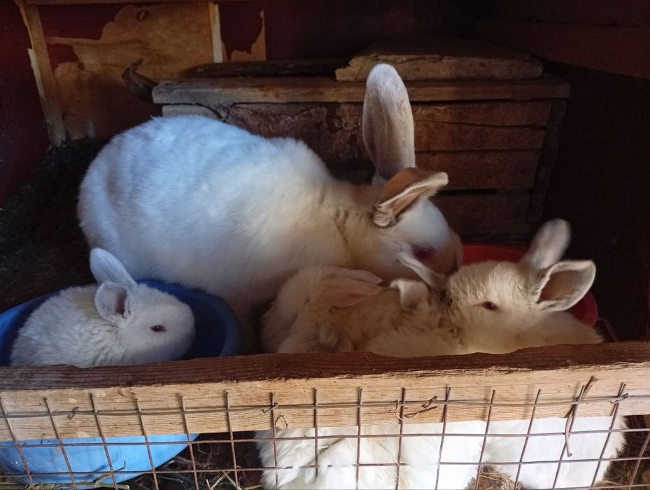 Quyon ona kalif va bolalari