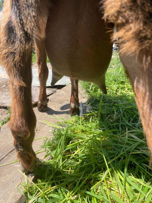 Vând familie anglo nubian